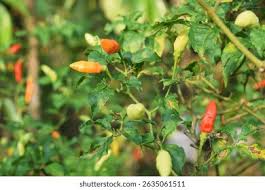 Cayenne