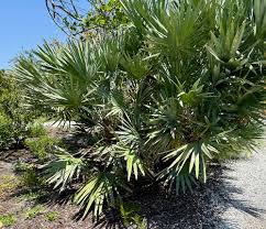 Saw Palmetto