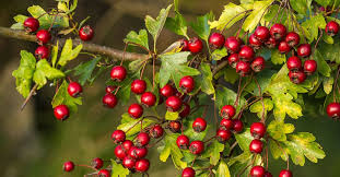 Hawthorn Berry